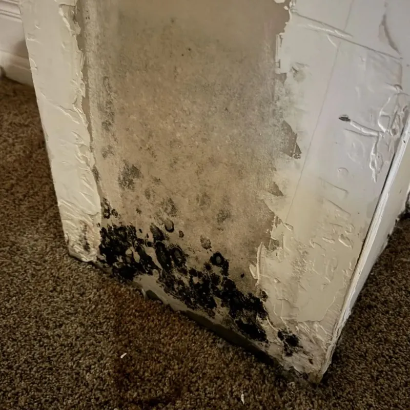 Professional Mold Removal in Grissom Air Force Base, IN